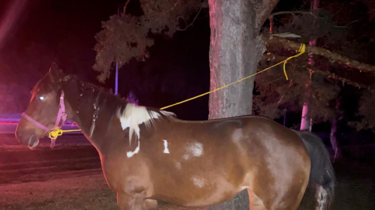 A Random Horse Was Wandering Highway 7 Today & Police Caught It With The Skinniest Rope