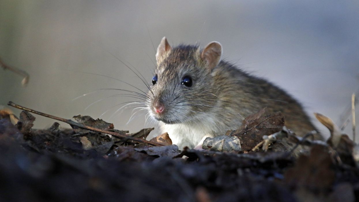 A rat in the wild.