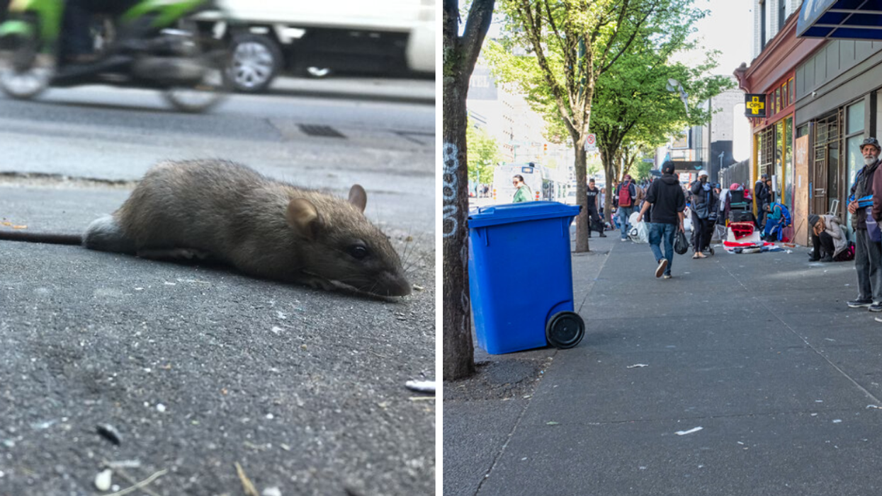 A rat on a road. Right: People on a street in Vancouver.