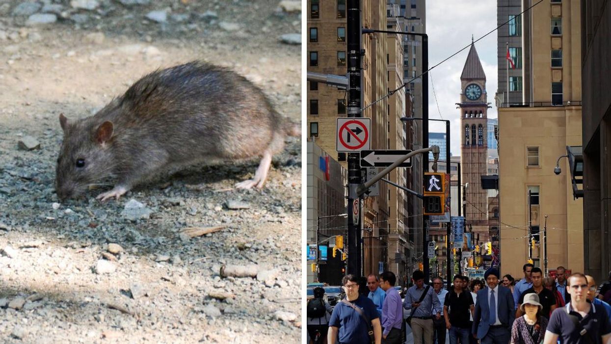 A rat on the road. Right: People walking in Toronto.