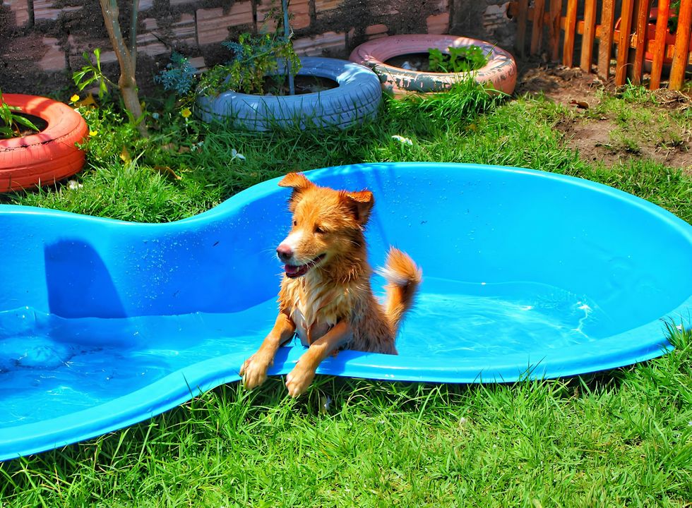 A red dog in a blue splash pool in a backyard with lush green grass.