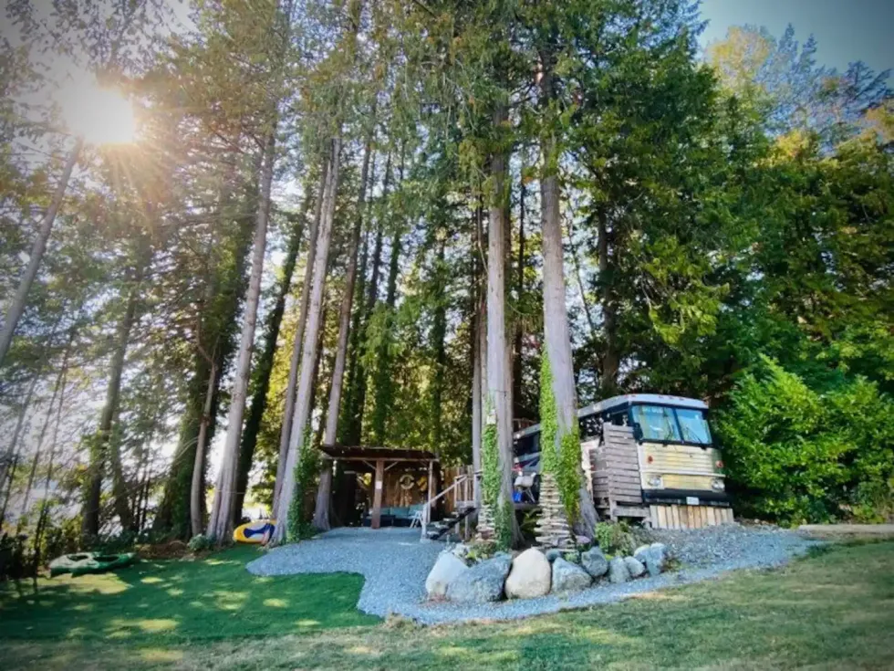 A refurbished bus sitting on a property with tall trees on it.