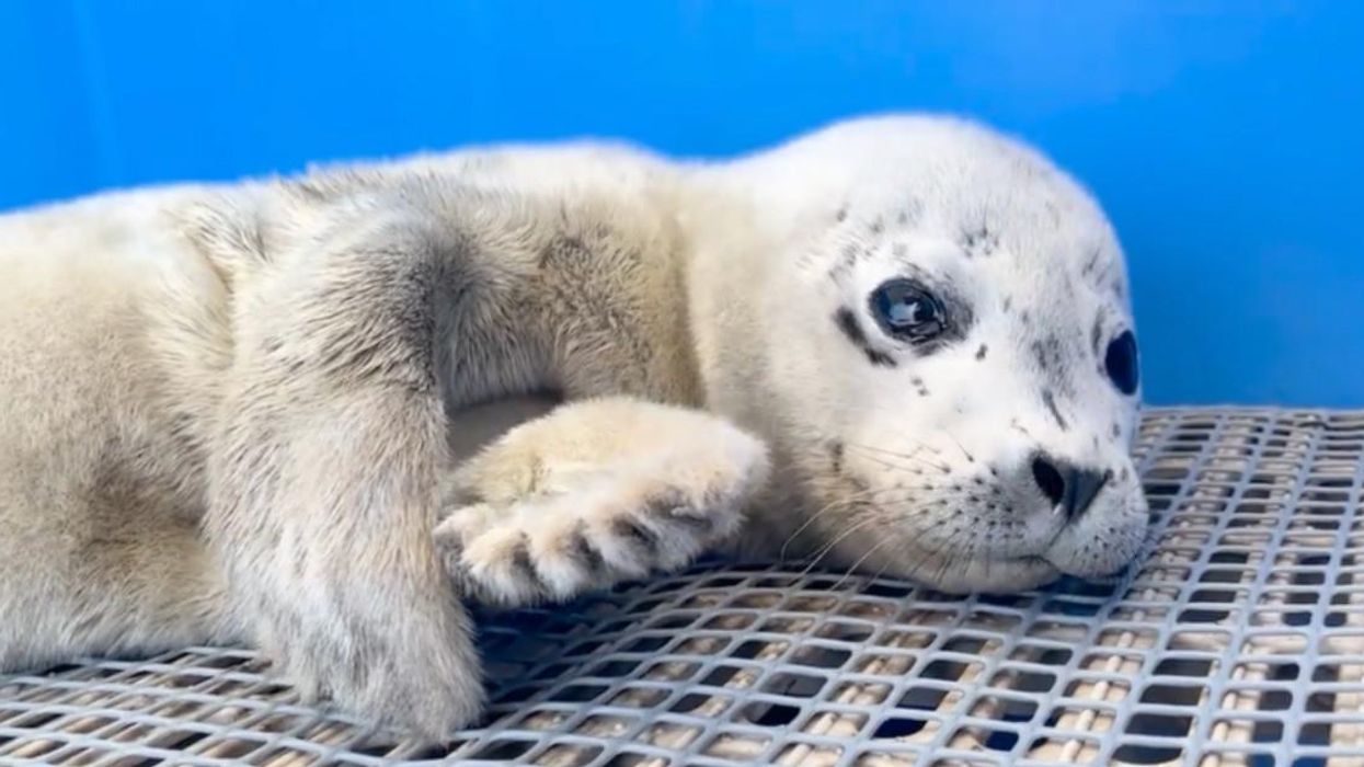 A rescued baby seal.