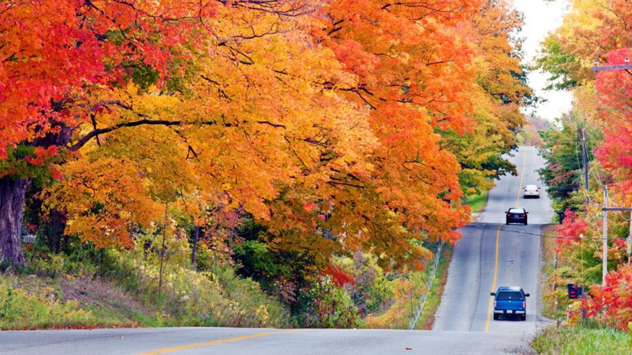 A road with fall foliage.