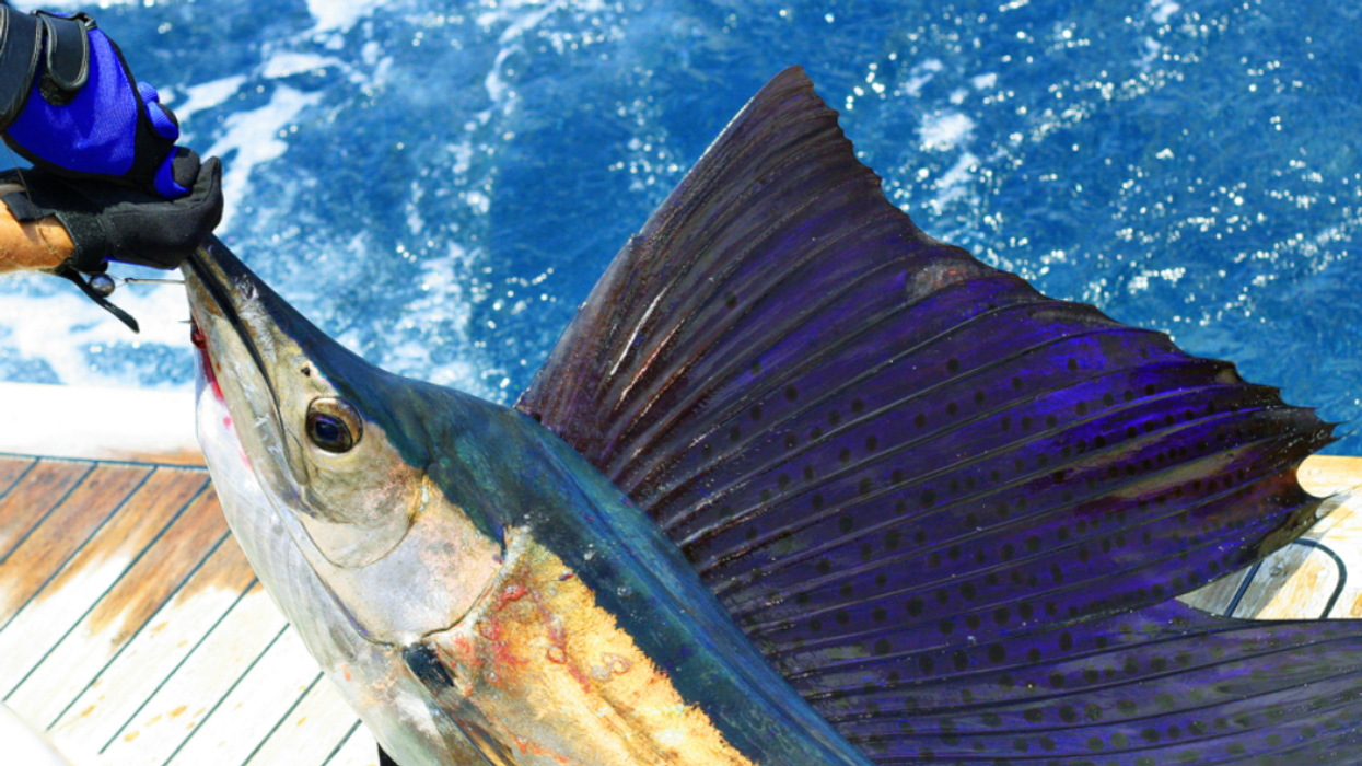 A sailfish being held by someone.