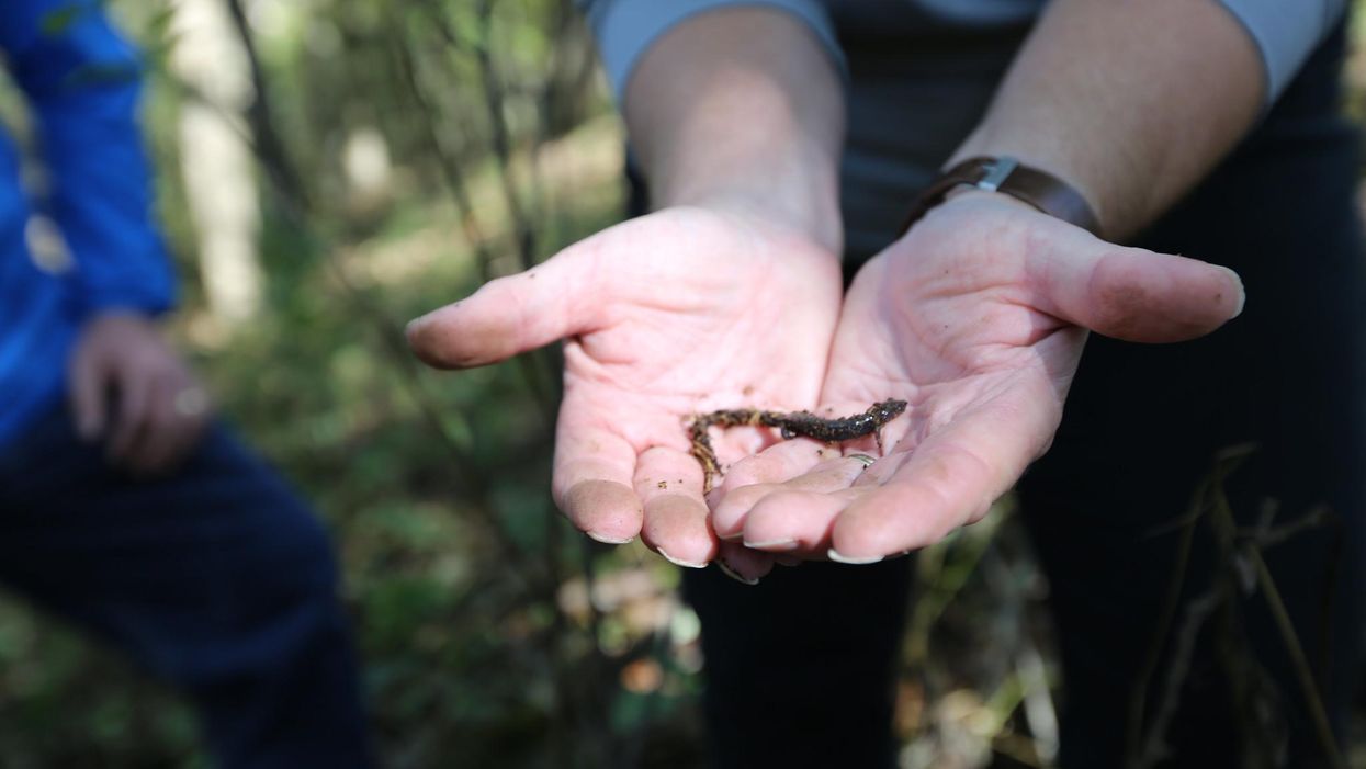 A salamander being held by a person.