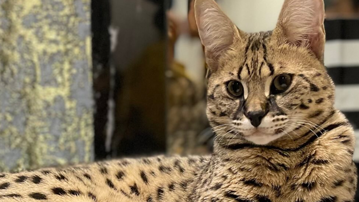 A Savannah cat.