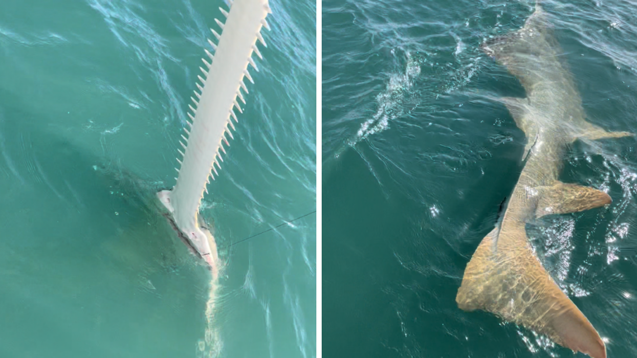 A sawfish sticking out of the water. Right: The body of the sawfish in the water.