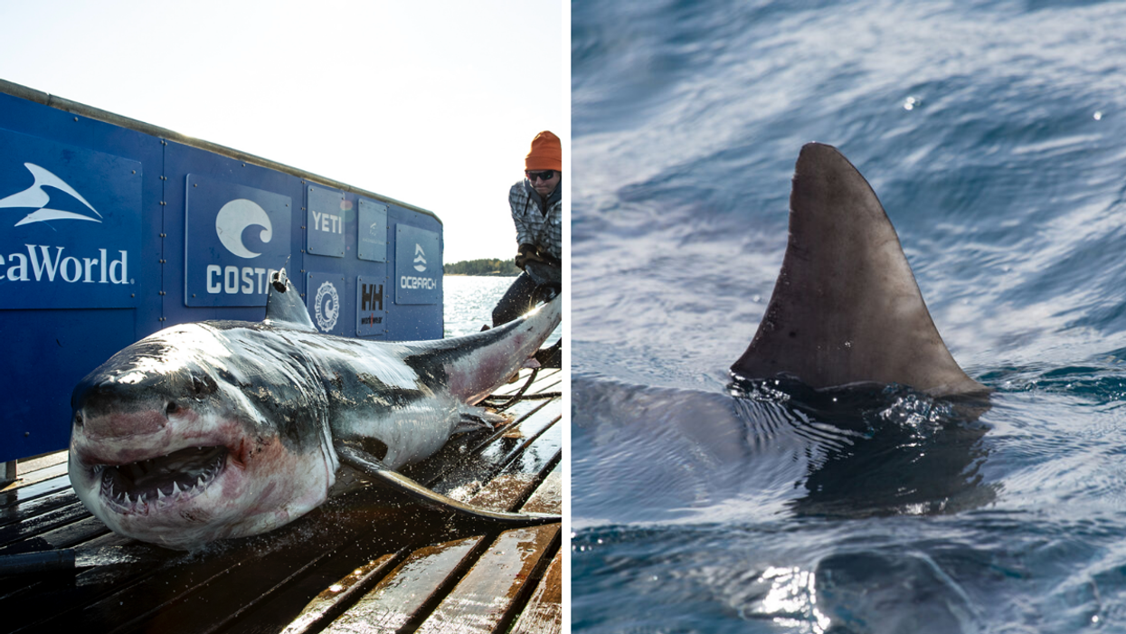 A Shark caught by OCEARCH. Right: A shark fin in the water.