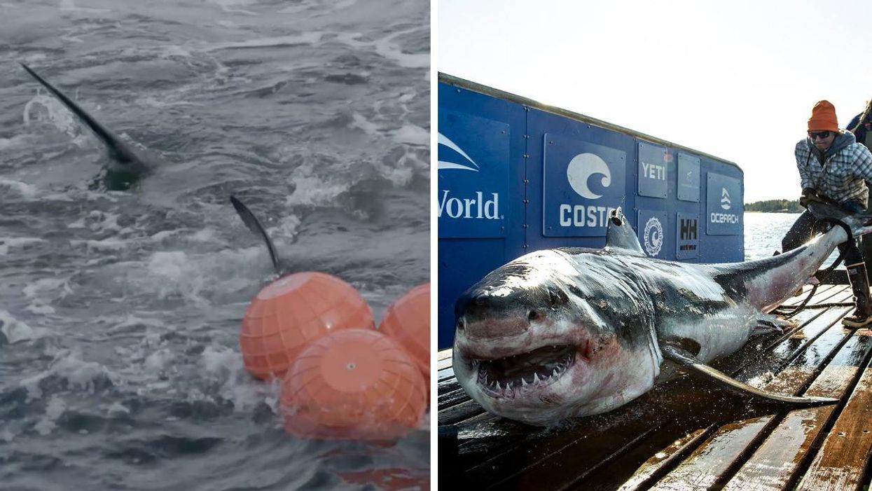 A shark fin in water. Right: Ironbound the great white shark.