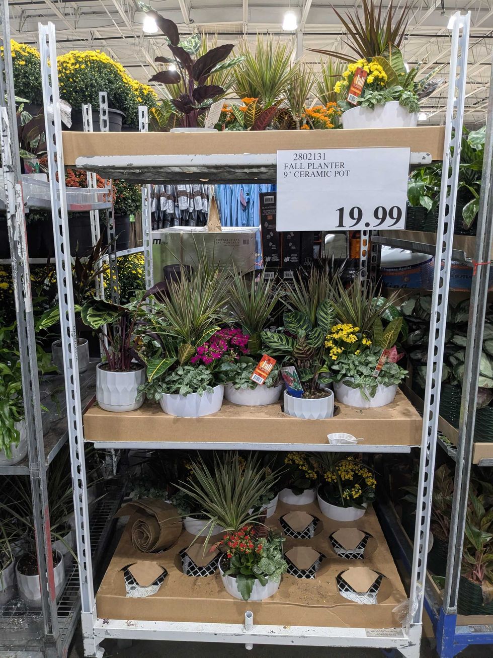 A shelf at Costco with a bunch of plant arrangements