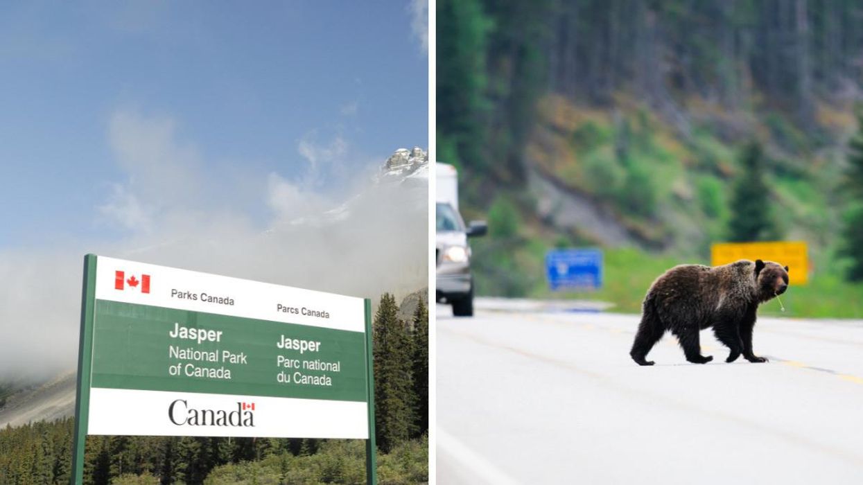 A sign for Jasper National Park. Right: A grizzly bear in Jasper.