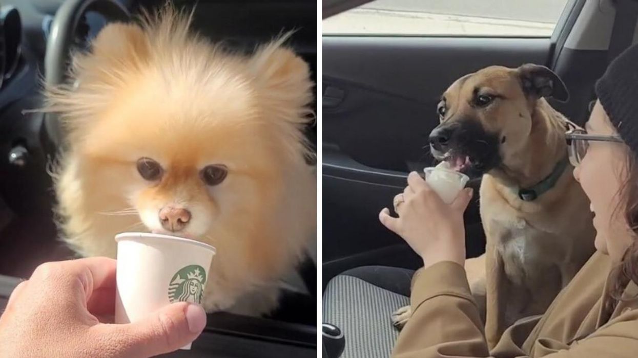 A small, fluffy dog licking a puppucino. Right: A dog in the car passenger's seat eating a puppucino.