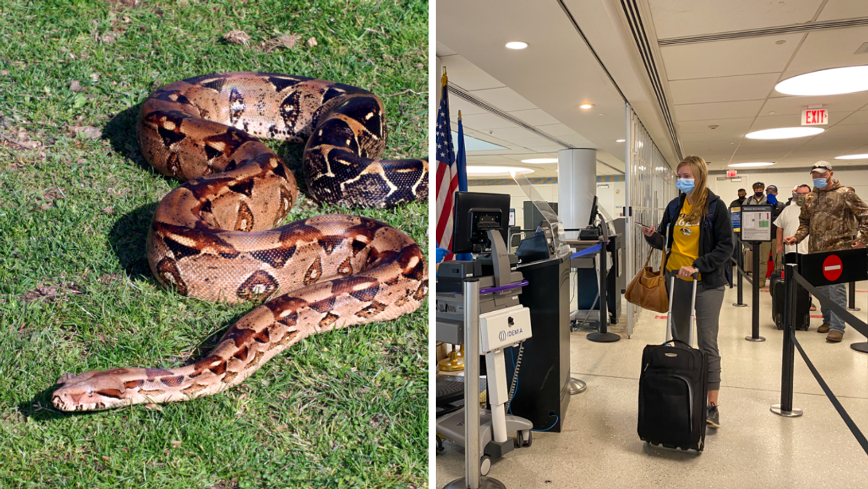 A snake on grass. Right: A TSA line.