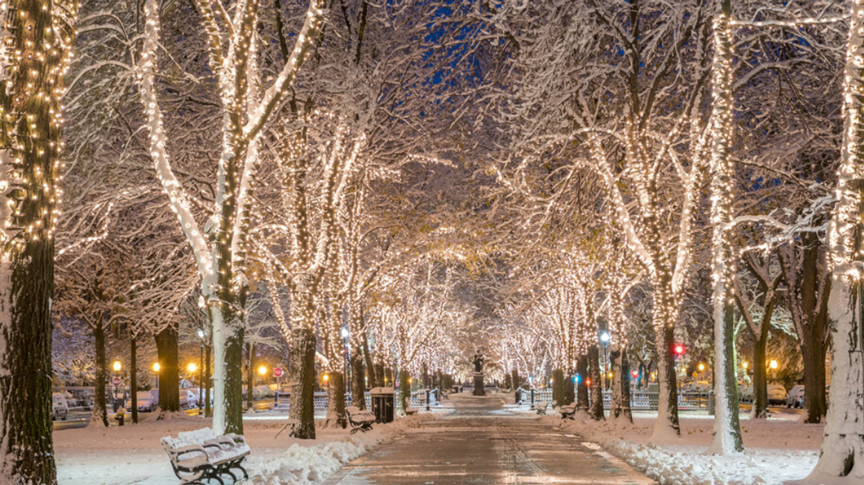 A snowy walkway with lit-up trees.