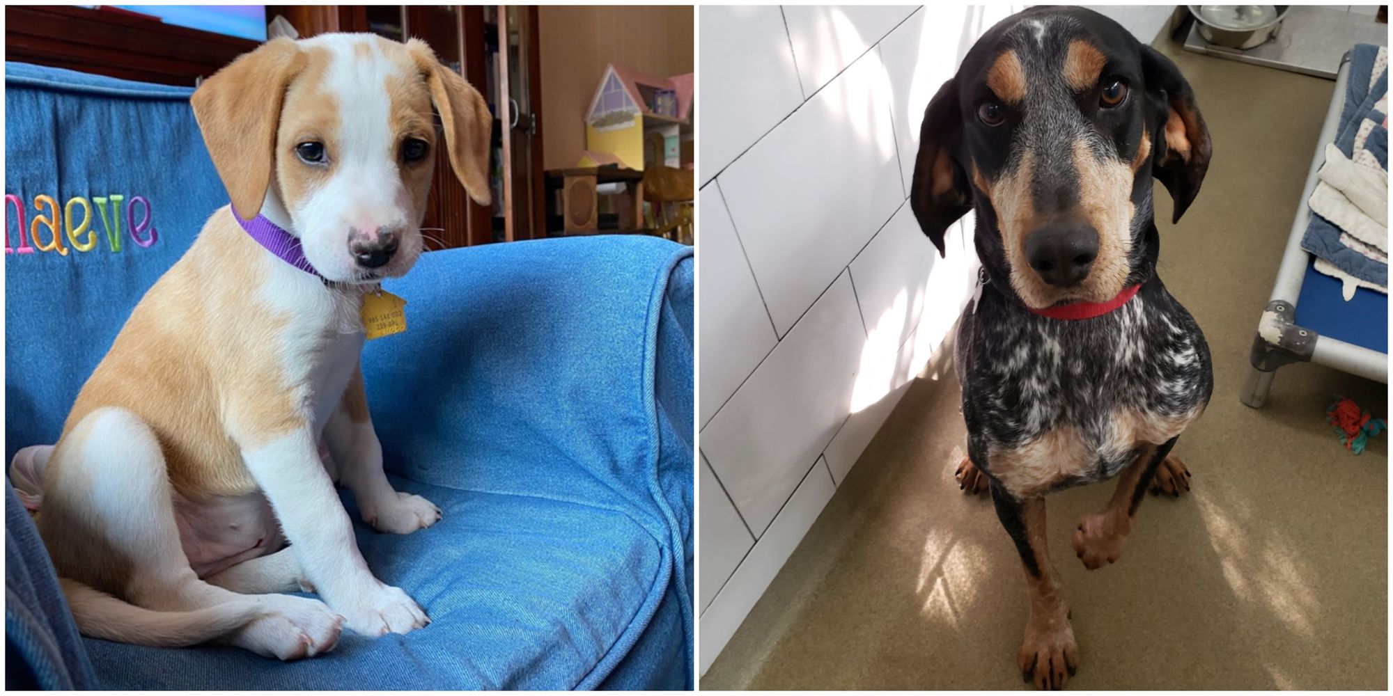 A St. Louis Animal Shelter Ran Out Of Pets For Adoption Narcity