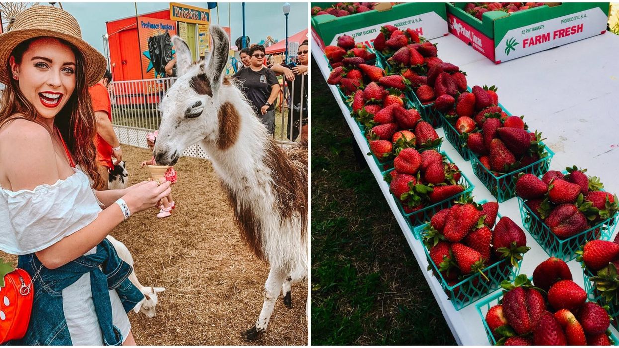 A Strawberry Festival Near San Antonio Is This Spring Narcity