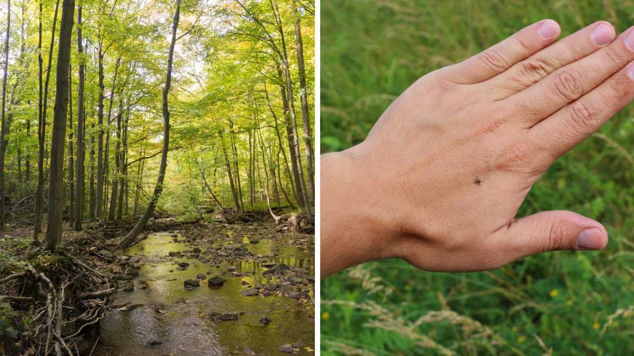 A stream in the Ontario woods. Right: A hand with a small tick on it.
