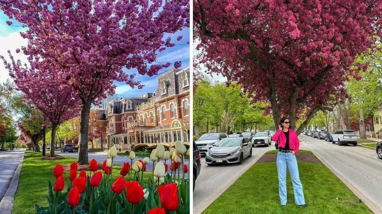 A street with cherry blossoms and flowers.
