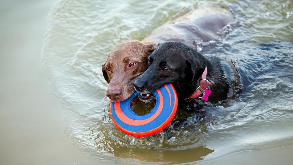 A Survey Revealed The Most Popular Dog Breed In Each Province & Canadians Have A Clear Fave