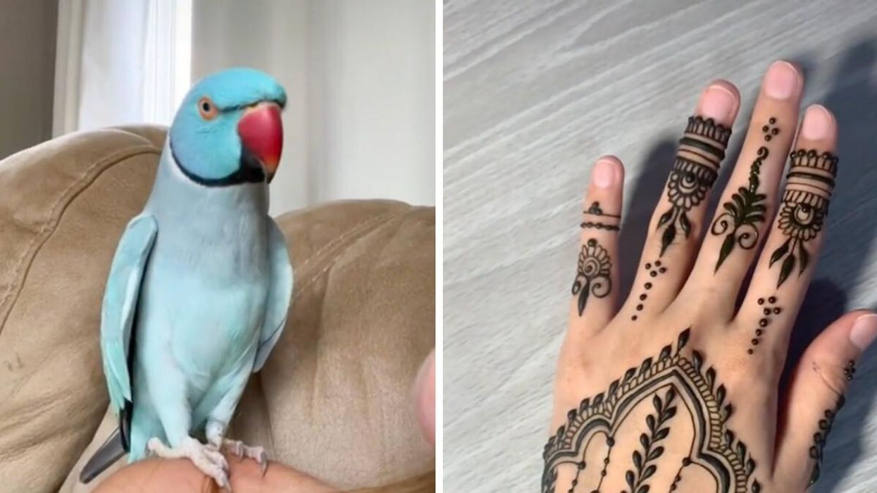 A talkative parrot on @tamarasbluechicken. Right: Henna art from @parisa_henna_art.