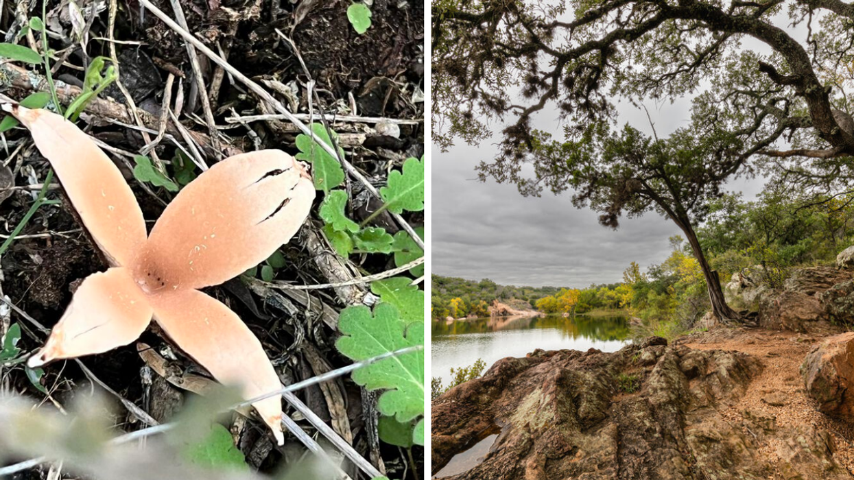 A Texas star mushroom. Right: An area inside Inks Lake State Park in Texas.