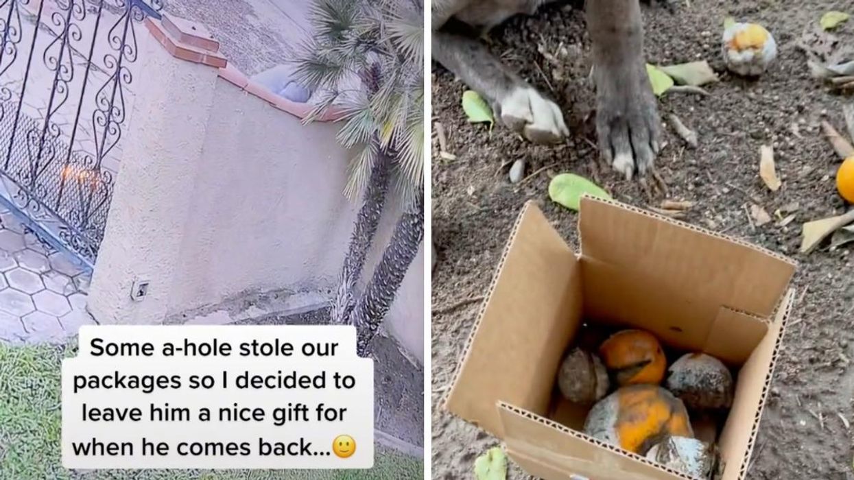 A TikToker Got Revenge On A Porch Pirate With A Stinky Package & Help From Her Dog