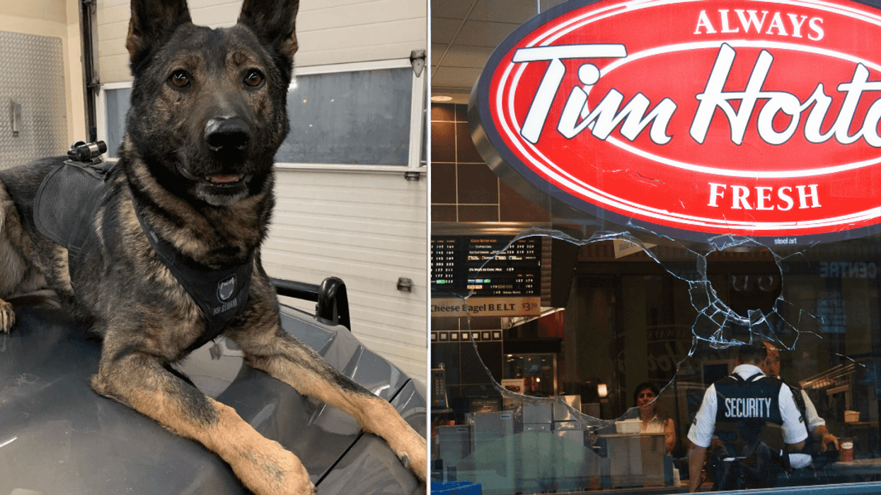 A Tim Hortons Break-And-Enter Was Diffused By A Noble Alberta Police Dog