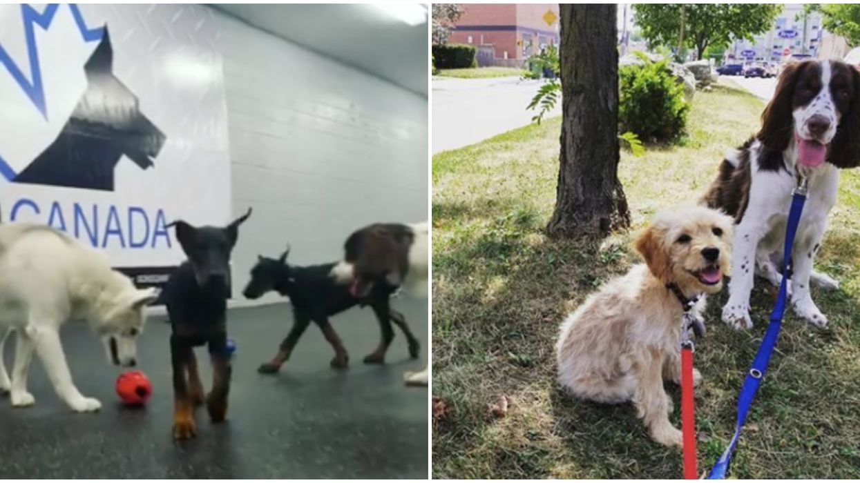 A Toronto Company Is Hiring Someone To Care For A Bunch Of Dogs On The Weekends