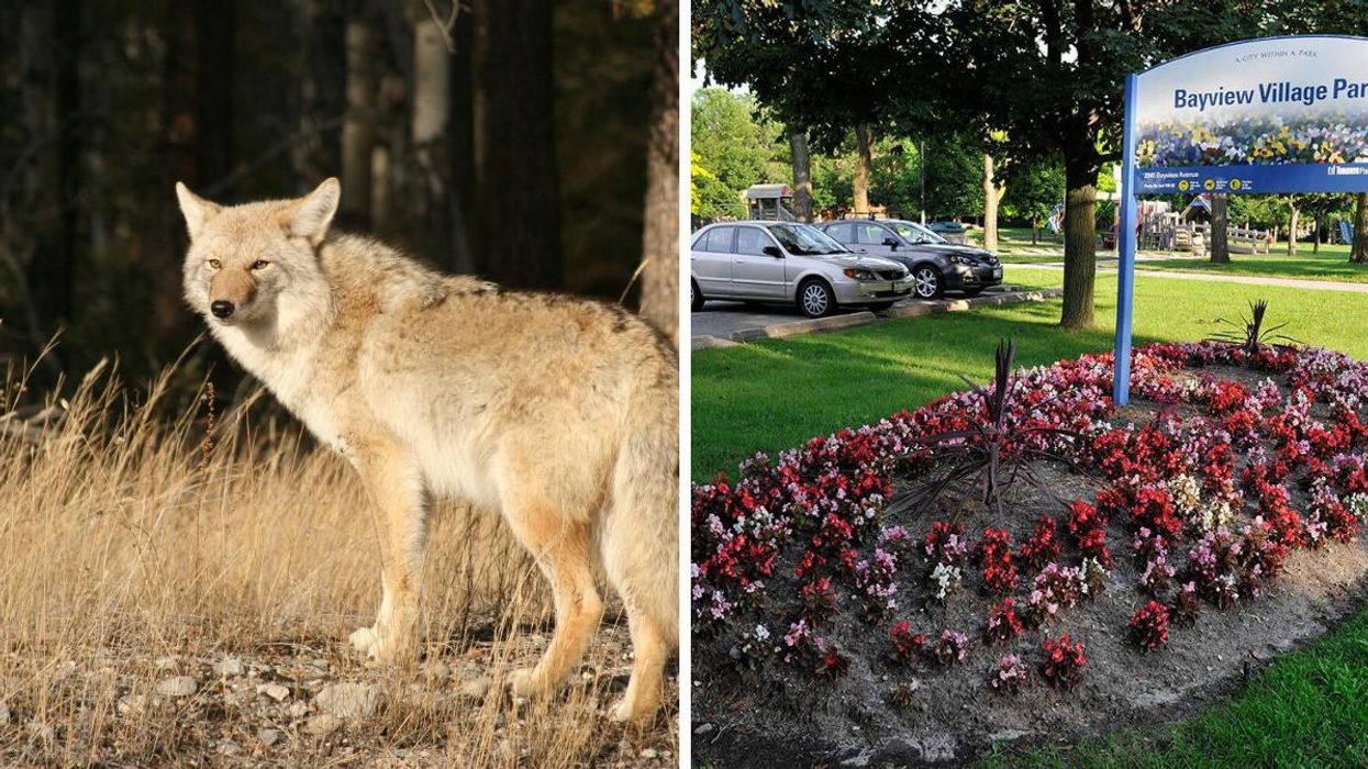 A Toronto Coyote Bit 2 People Walking In A Park & The City Is Still Looking For It