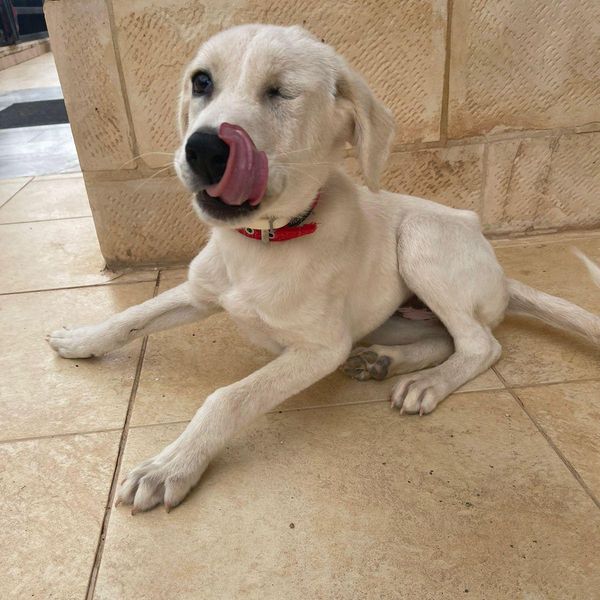 A Toronto Dog Rescue Is Still Looking For Someone To Give One-Eyed 'Wink' A Forever Home