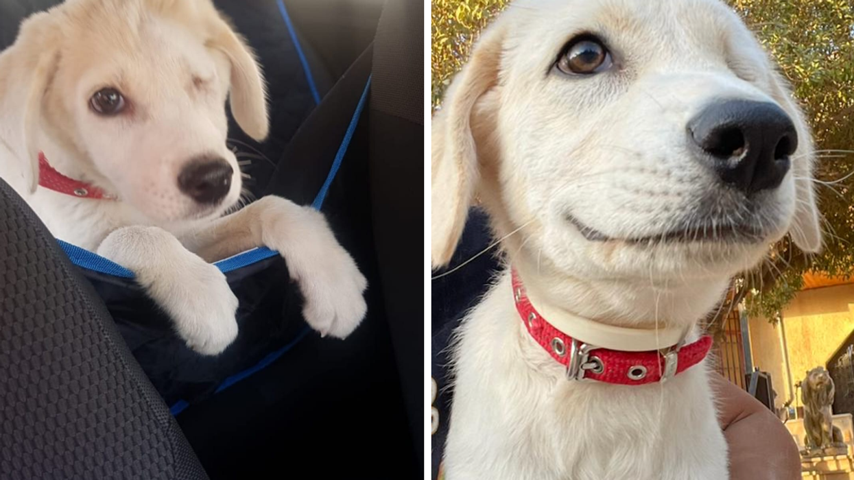 A Toronto Dog Rescue Is Still Looking For Someone To Give One-Eyed 'Wink' A Forever Home
