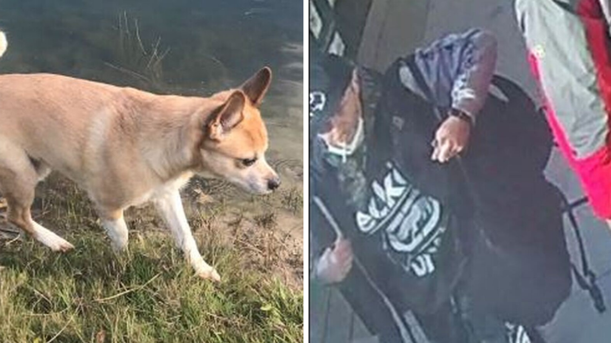 A Toronto Dog Was Stolen Outside Of A Dollarama & A Man Has Been Charged With Theft