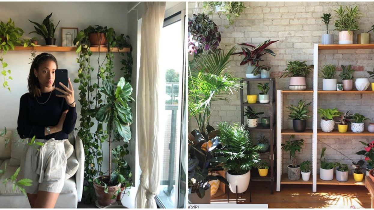 A Toronto Plant Shop Delivers To Your Door So You Can Finally Set Up That Home Garden