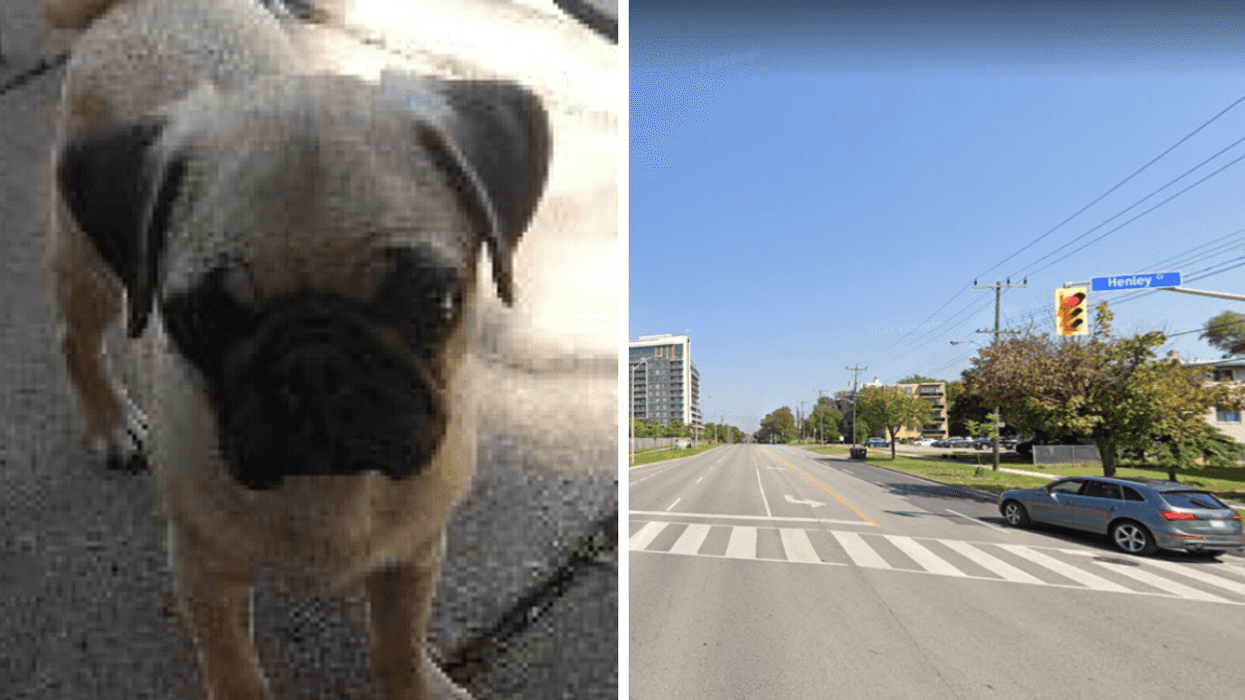 A Toronto Pug Named Bugsy May Have Been Stolen & Police Think He Was Listed On Kijiji