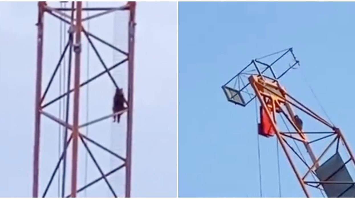 A Toronto Raccoon Has Gotten Itself Stuck On A Downtown Crane (VIDEOS)