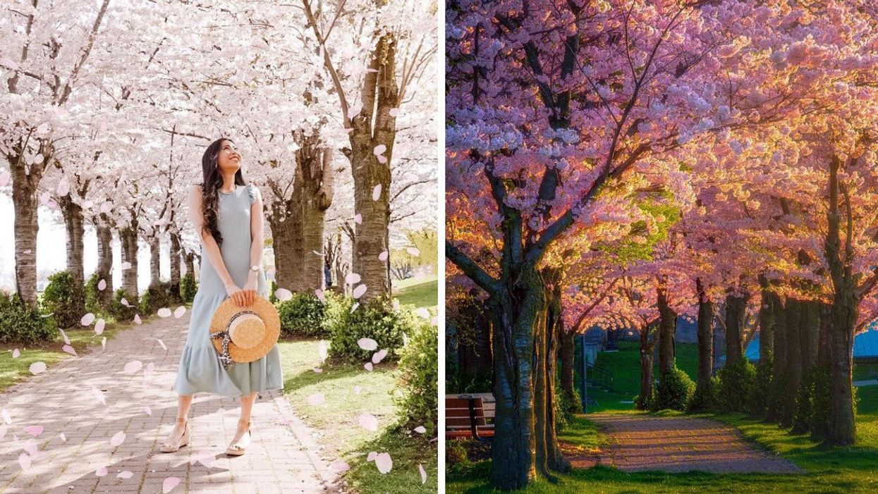 A trail lined with cherry blossom trees.