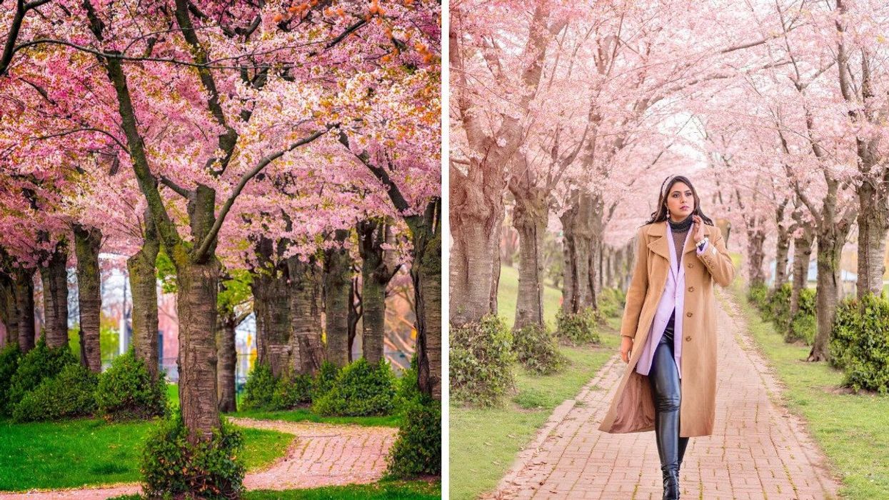 A trail of cherry blossom trees. Right: A person standing under cherry blossoms.