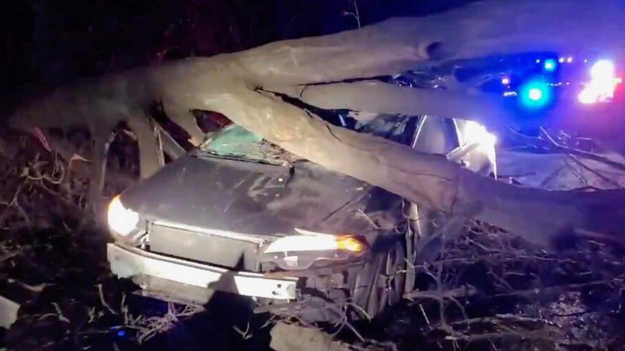 A Tree Fell Onto A Moving Vehicle In Ontario & The Driver Survived 'Without A Scratch