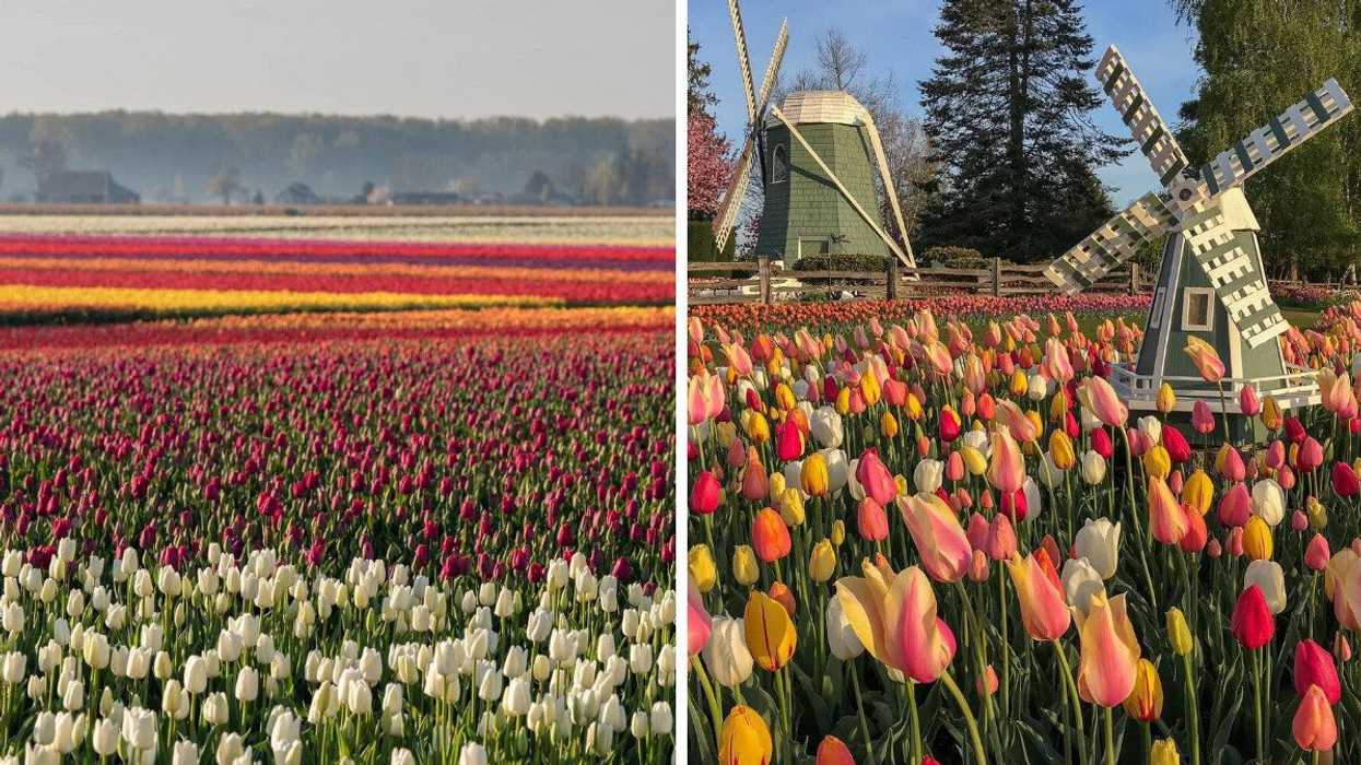A tulip field in Mount Vernon, WA. Right: Tulips at RoozenGaarde in Washington.