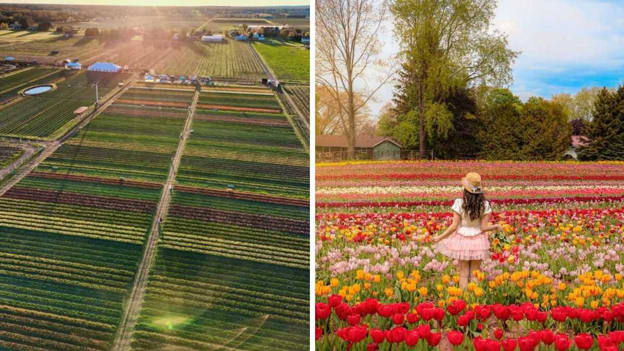 A tulip field. Right: A person in a tulip field.