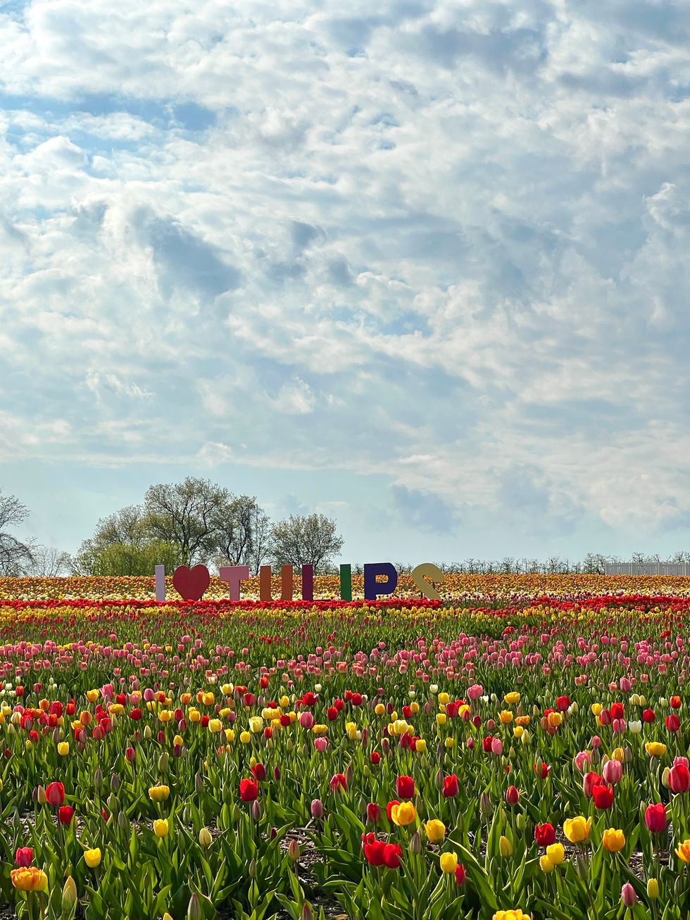 A tulip sign in the field.