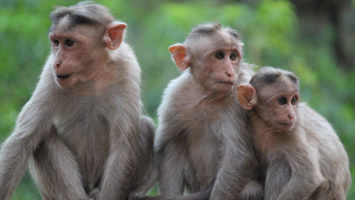 A US Woman Ran Into An Escaped Lab Monkey & The 'Outbreak' Conspiracies Are Out Of Control