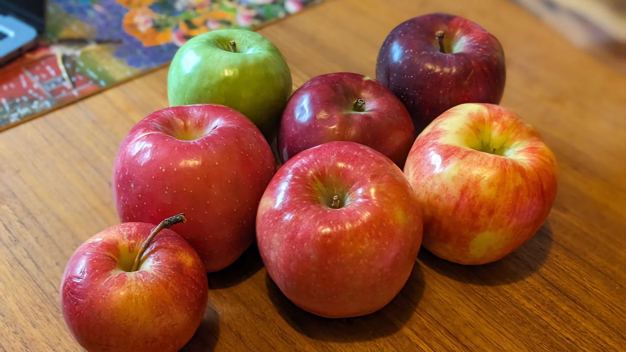 A variety of apples on Sarah's kitchen table.