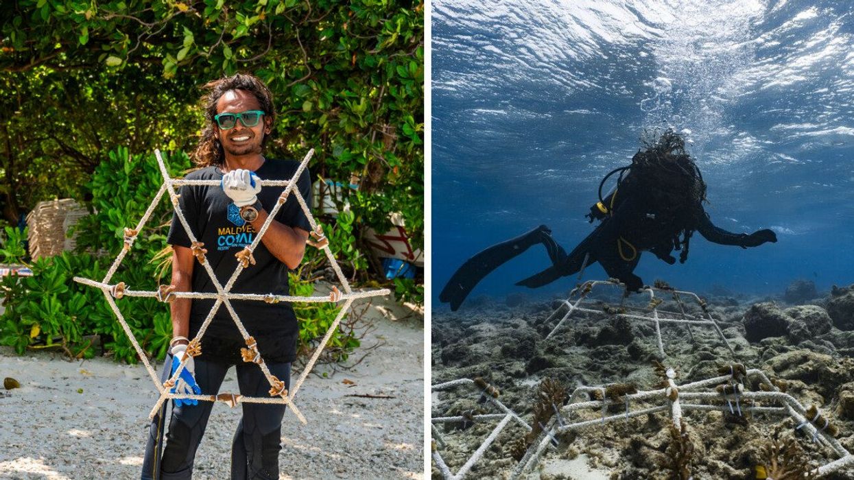 A volunteer on a beach holds a hexagonal frame with coral fragments attached. Right: A SCUBA diver underwater places a frame among other on a coral reef.