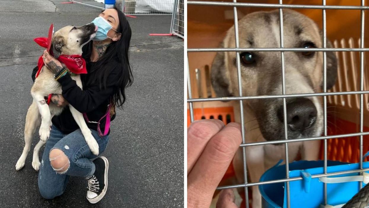 A volunteer with a rescue dog. Right: A rescue dog being transported.