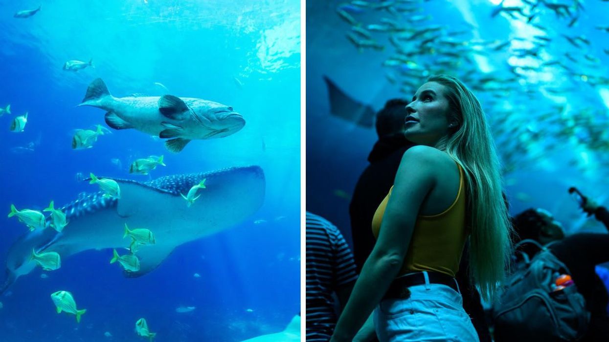 A whale shark and fish at the Georgia Aquarium. Right: A woman standing inside the Georgia Aquarium.