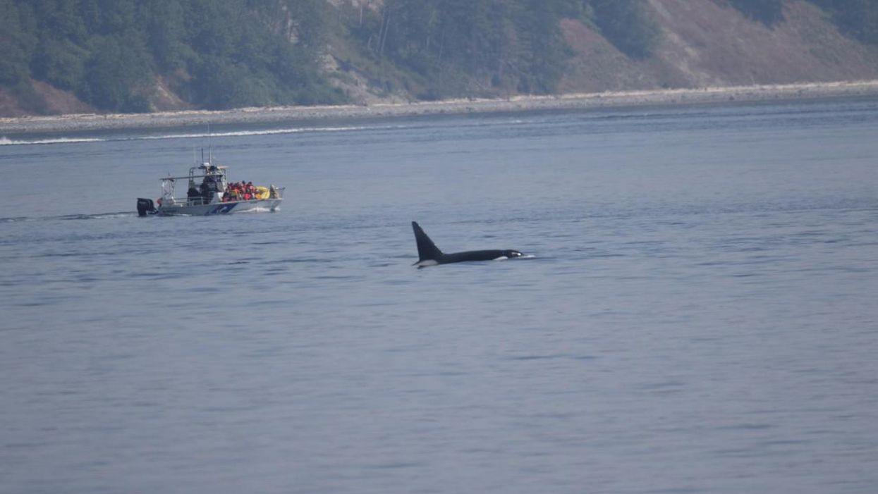 A Whale Watching Guide Has Been Fined $10K For Deliberately Getting Too Close To Orcas In BC