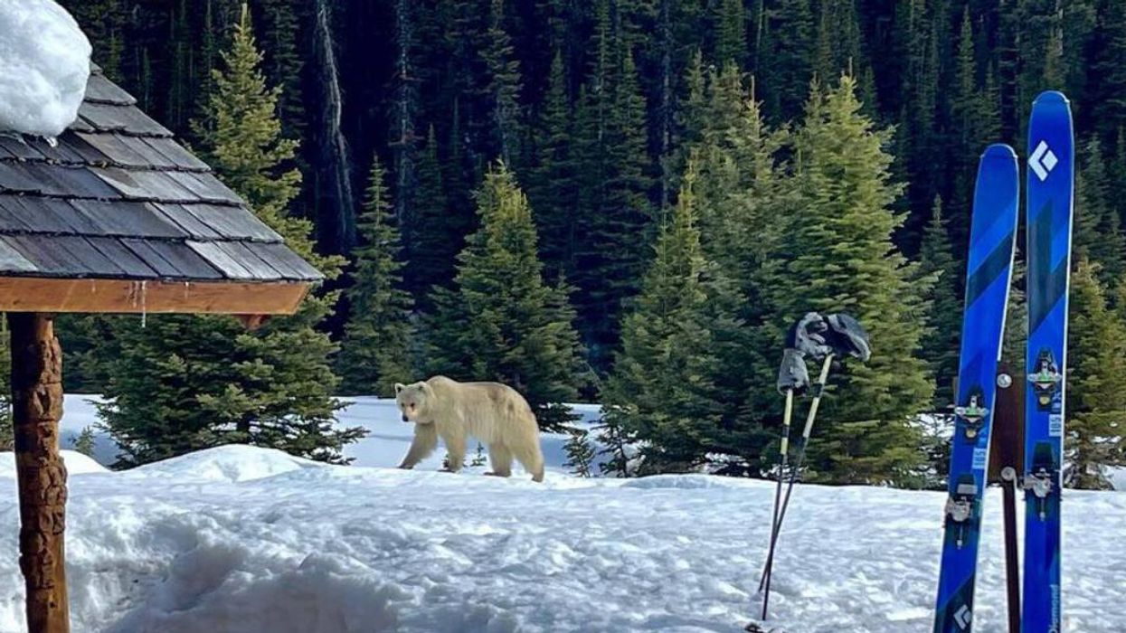A white grizzly bear at Lake O'Hara in B.C.