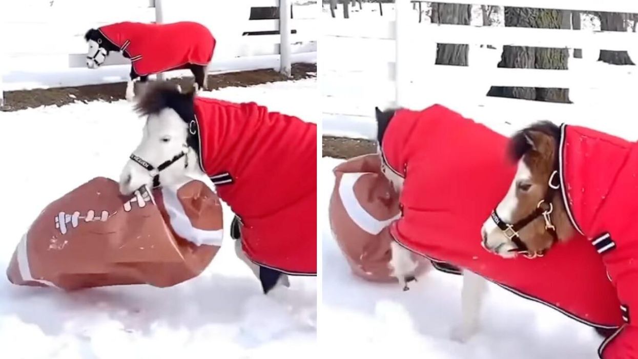 A white miniature horse holding an inflatable football ball. Right: Two mini horses playing football in the snow.